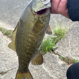 スモールマウスバス