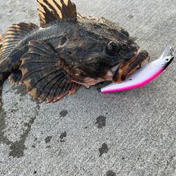 カジカ