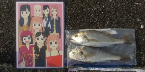 イシモチの釣果
