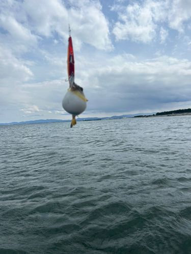 フグの釣果