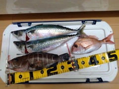 マハタの釣果