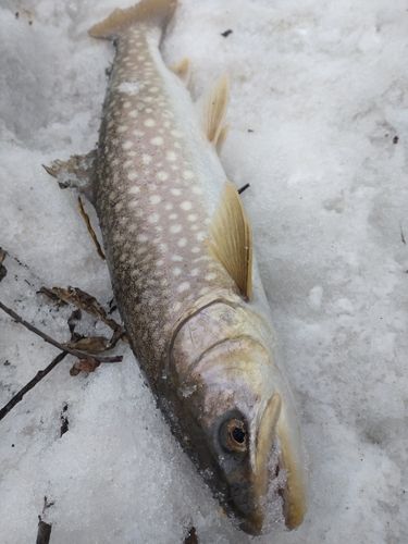 アメマスの釣果