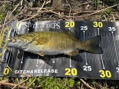 スモールマウスバスの釣果