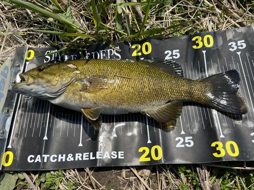 スモールマウスバスの釣果