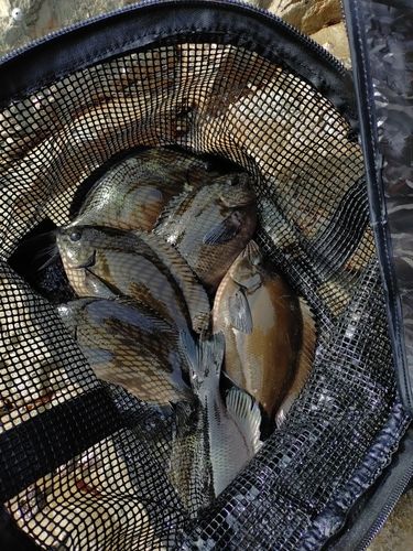 グレの釣果