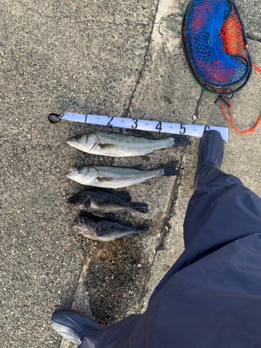 シーバスの釣果