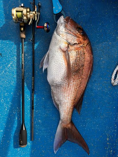 タイの釣果