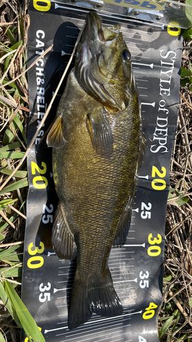 スモールマウスバスの釣果