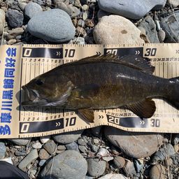 スモールマウスバス