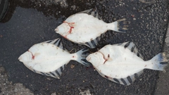 カワガレイの釣果