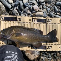 スモールマウスバス