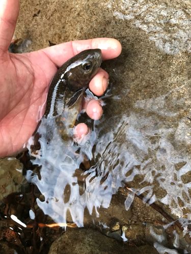 イワナの釣果