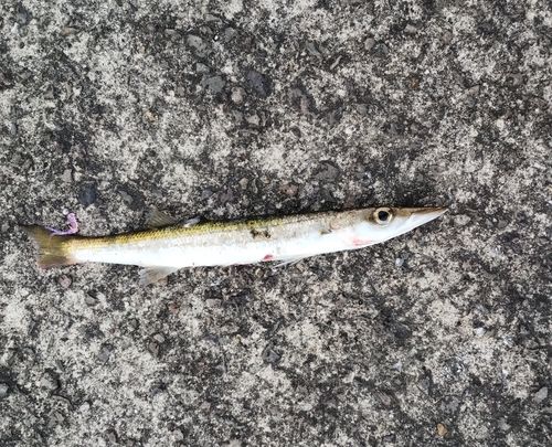 カマスの釣果