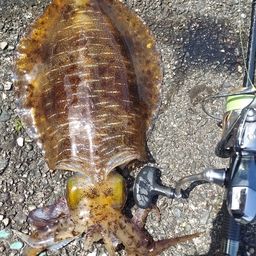 アオリイカ