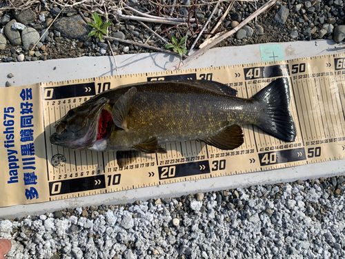 スモールマウスバスの釣果