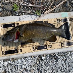 スモールマウスバス