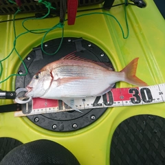 チダイの釣果