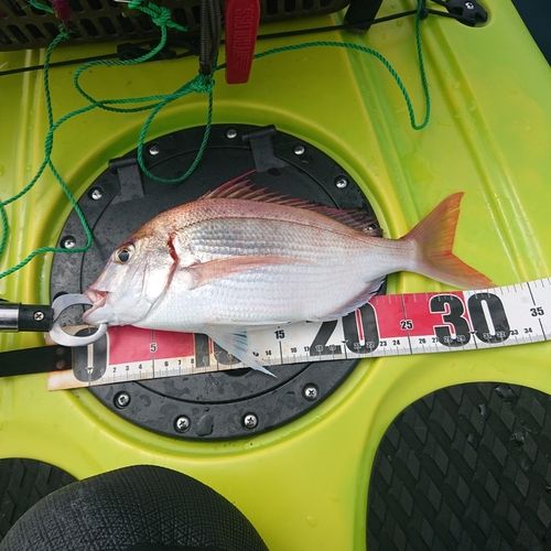 チダイの釣果