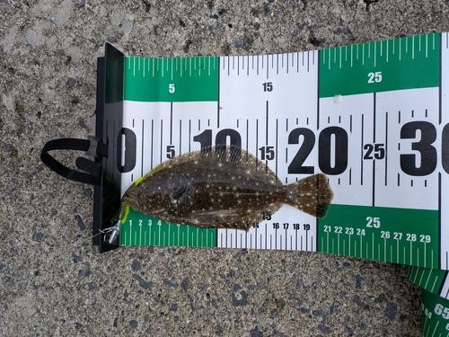ヒラメの釣果