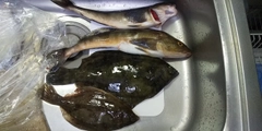 ホッケの釣果