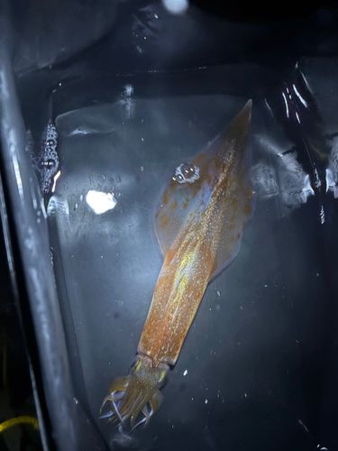 ヤリイカの釣果