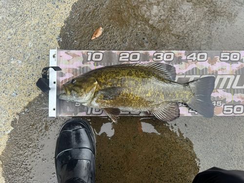 スモールマウスバスの釣果