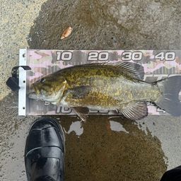 スモールマウスバス