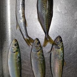 アジ
