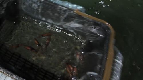 ホタルイカの釣果