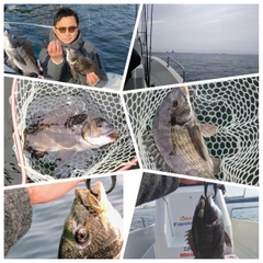 クロダイの釣果