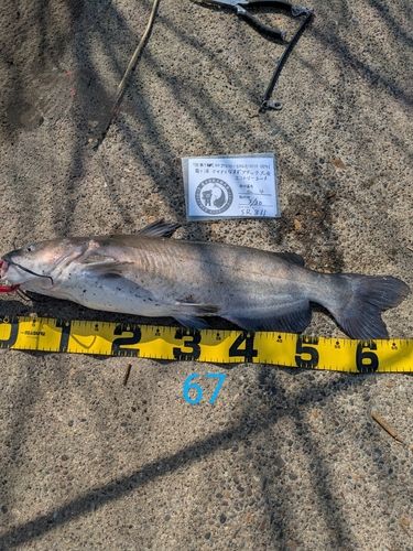 アメリカナマズの釣果