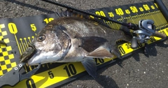 クロダイの釣果