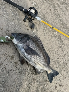 クロダイの釣果