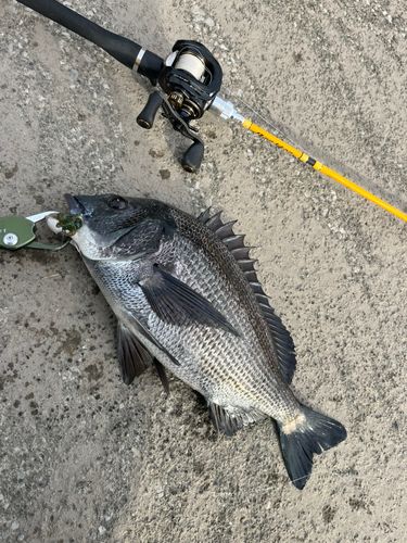クロダイの釣果