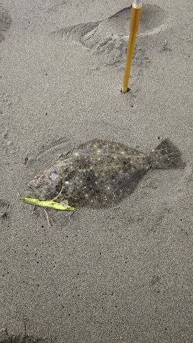ソゲの釣果