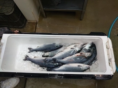 サクラマスの釣果