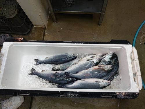 サクラマスの釣果