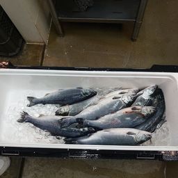 サクラマス