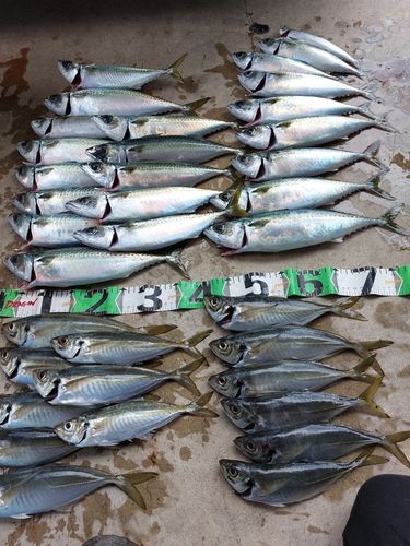 釣果