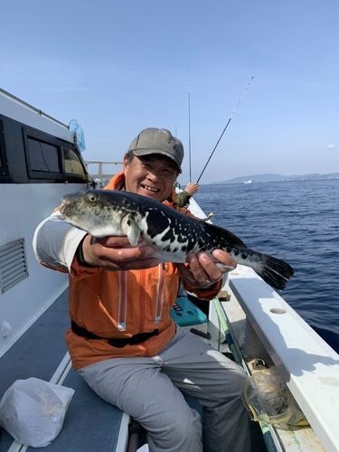 トラフグの釣果