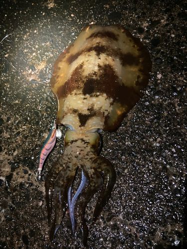 アオリイカの釣果