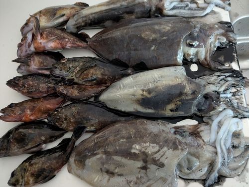 モンゴイカの釣果