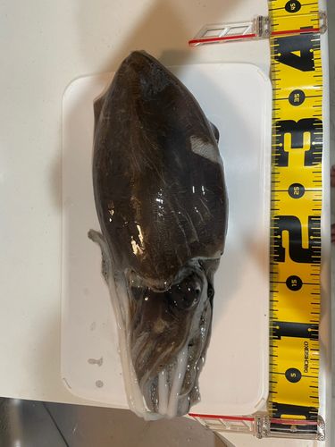モンゴウイカの釣果