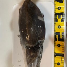 モンゴウイカ
