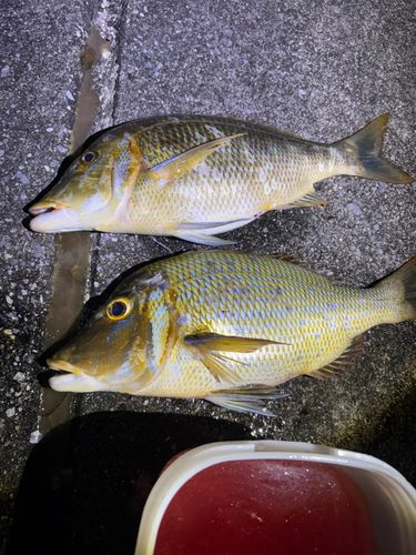 タマンの釣果