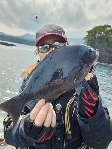 メジナの釣果