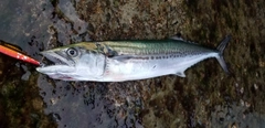 サゴシの釣果