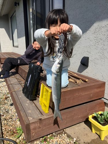 ボラの釣果