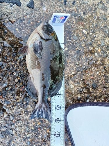グレの釣果