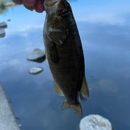 スモールマウスバス
